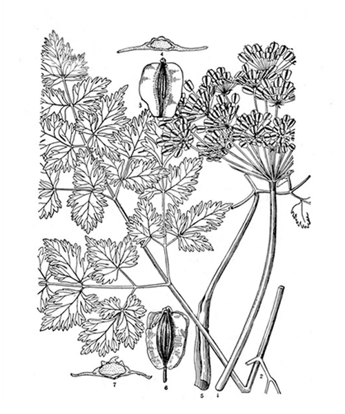 Natural compounds from  Angelica sinensis